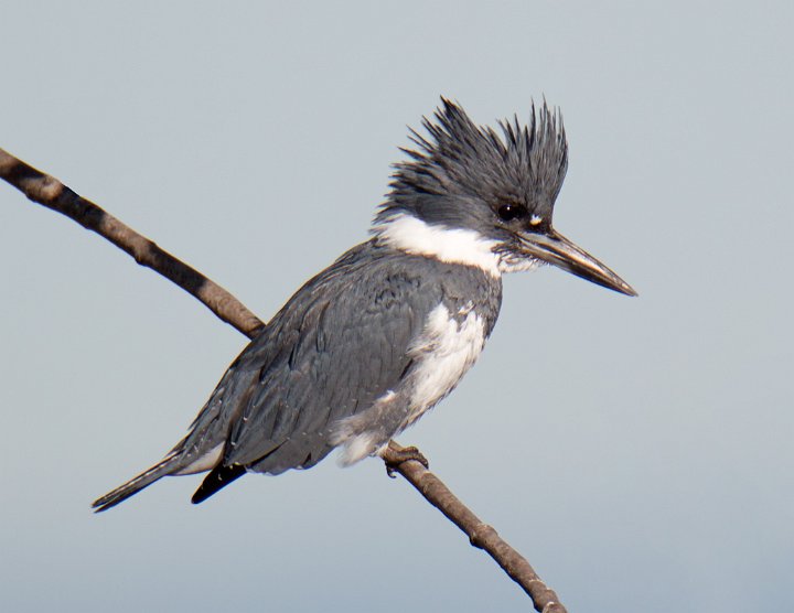 _4SB9209 belted kingfisher.jpg